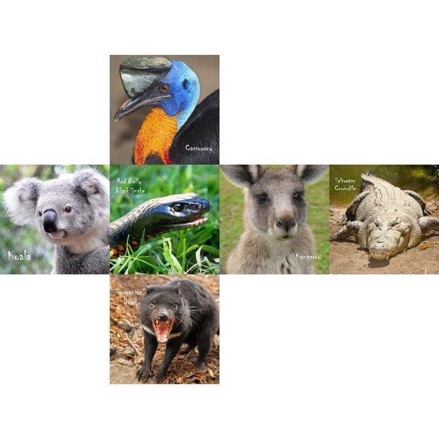 Galvosūkis V-Cube 3 Australian Animals (Australijos gyvūnai)